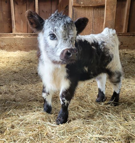 Older cows who have shown their reproductive potential, on the other hand, may be sold at a reduced price, perhaps around 1,500 to 2,500. . Mini cows for sale texas